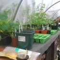 Inside the polytunnel