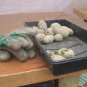 Preparing potatoes