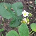 Our first strawberries!