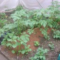 Potatoes growing!