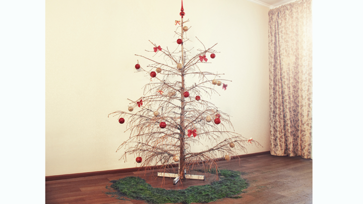 Christmas Tree Recycling