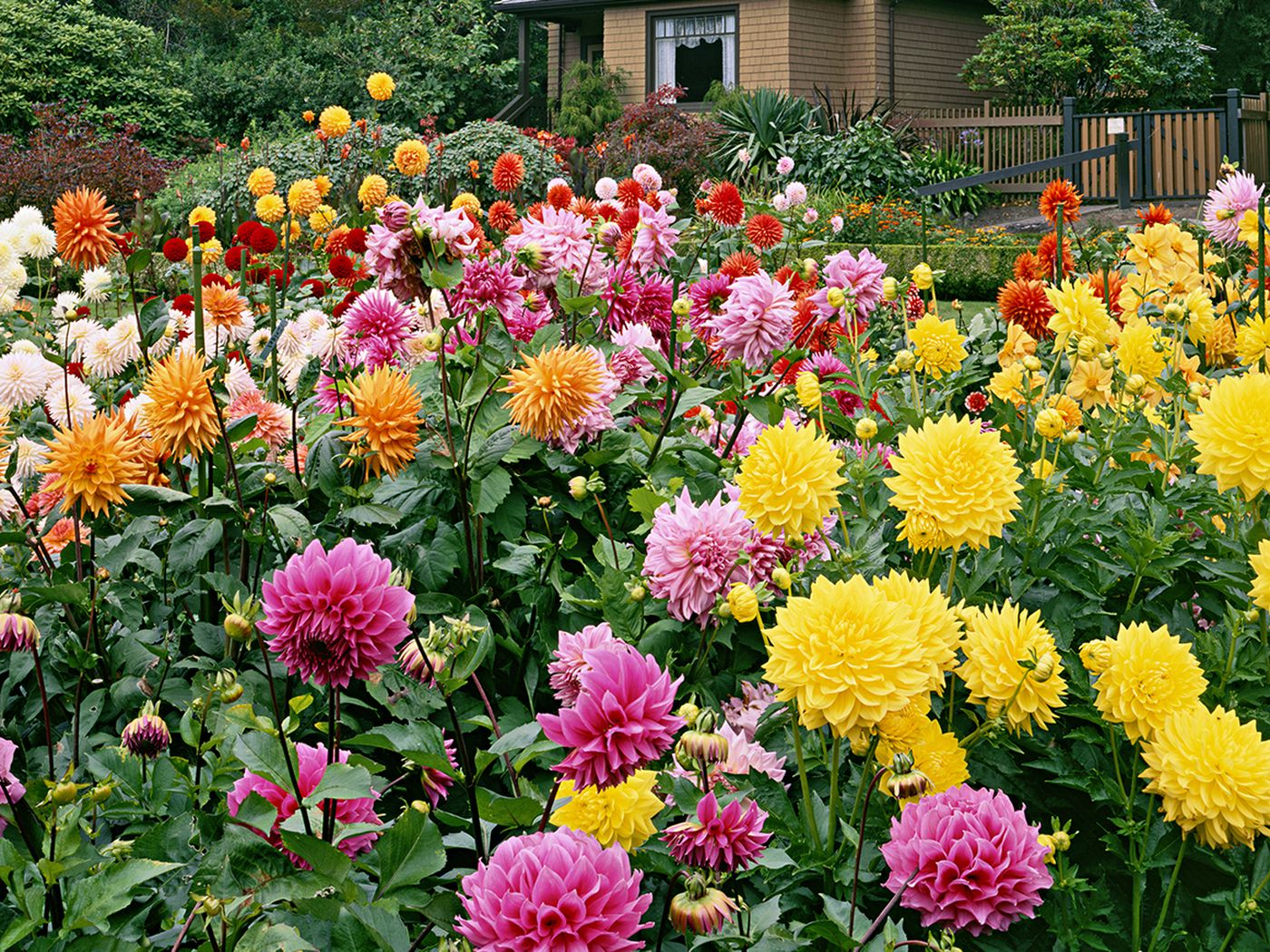 Bring-and-Buy Plant Sale